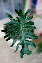 Philodendron monstera is one of the philodendron plants © Ami-Aini