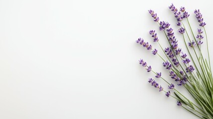 A bunch of purple flowers are arranged on a white background