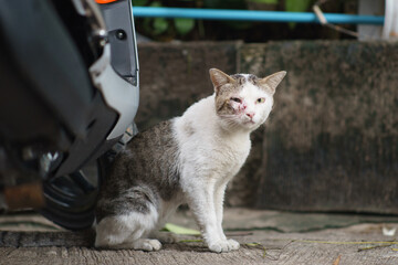 The stray cat was injured due to fighting with other cats and was infected with HIV