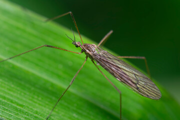 Marsh crane fly perched on a green leaf