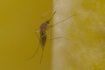 Mosquito perched on the bath curtain