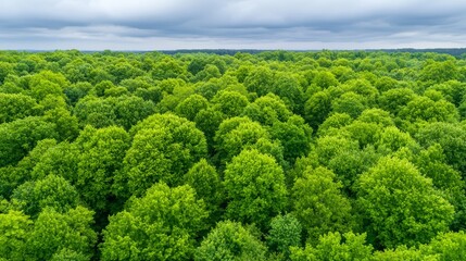 Lush Green Forest Canopy Under Overcast Sky