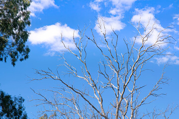 Landscape in Argentina Trees and pasture fields