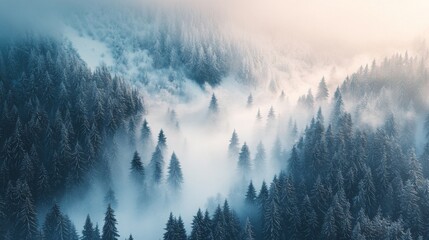 Misty Winter Forest with Snow-Covered Pine Trees
