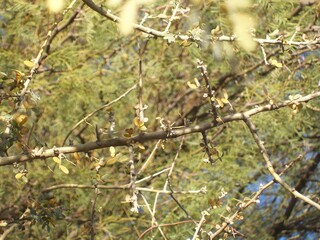 árbol de chañar típico de la zona de san juan argentina