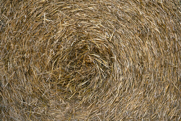 Hay dry straw texture background