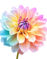 Vibrant rainbow flower, white isolated background