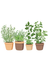 Obraz premium Herb pots, fresh plants, white isolate background