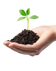 Hand holding soil and a small green plant sprouting.