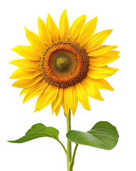 Fototapeta premium Bright sunflower flower on white isolated background
