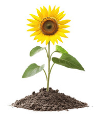 Sunflower growing from rich soil, white isolate background