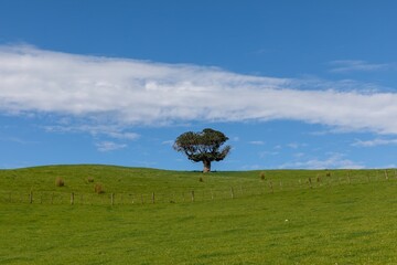 farmland hills and lone tree in Duder Regional Park, Auckland, New Zealand.