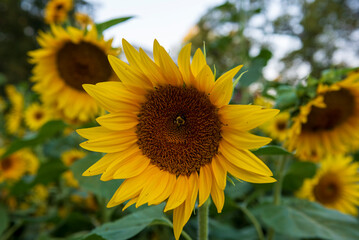 Obraz premium Bright sunflowers in focus