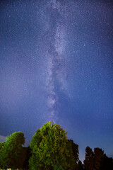 Milky Way above a green tree