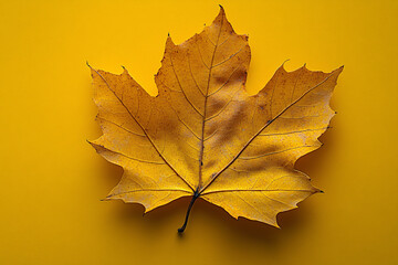 Golden yellow leaf on a bright yellow background, showcasing natural texture and veined details in soft lighting, evoking a sense of warmth and calmness, reflecting the essence of autumn.
