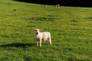 Fototapeta premium Sheep grazing on farmland in Duder Regional Park, Auckland, New Zealand.
