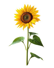 Fototapeta premium Bright sunflower with green leaves, white isolated background