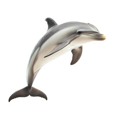 Dolphin side view, isolated on transparent background PNG