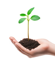 Hand holding a small plant with soil, isolated background.