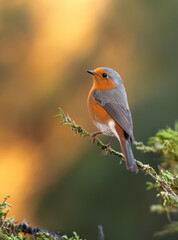A small robin bird sitting gracefully on a slender branch against a blurred natural background.