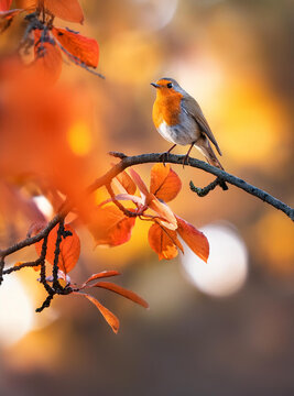 A small robin bird sitting on a branch, showing off its delicate features surrounded by autumn leaves in a peaceful outdoor setting.