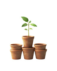 Green plant growing from stacked terracotta pots.