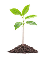 Small green plant growing from soil, white isolate background