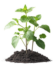 Small green plant growing from rich dark soil, isolated background