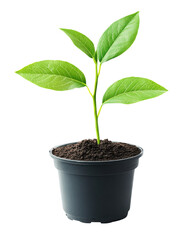 Young plant with green leaves in a black pot, isolated.