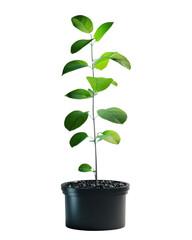 Green plant in a black pot with leaves, white isolate background