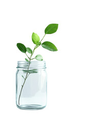 Green plant stem in clear glass mason jar, white isolated background