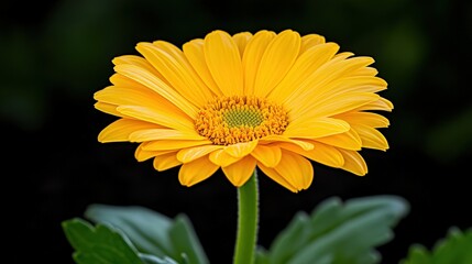 Obraz premium Close up of a Bright Yellow Gerbera Daisy Flower