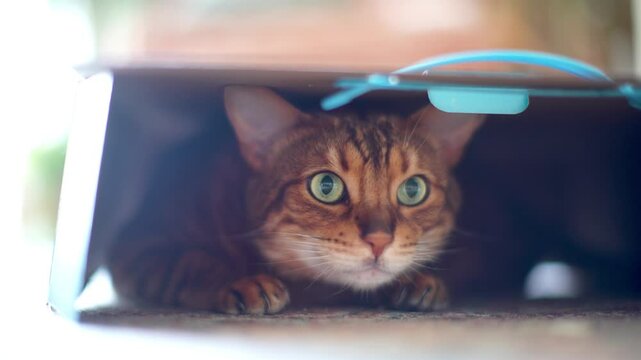 Cute playful cat hiding inside cardboard box. Closeup.