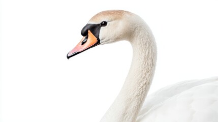 Obraz premium Graceful Swan on White Background - Elegant Bird with Orange Beak and Black Markings - Isolated Wildlife Photography