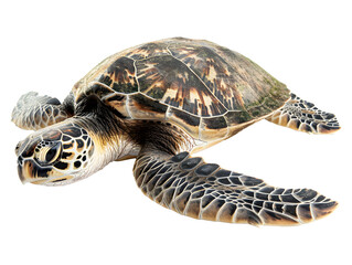 Obraz premium sea turtle swimming isolated on transparent background