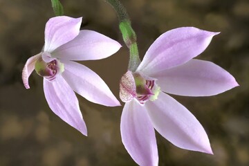 Pink Fingers orchid (Caladenia carnea) flowers on stem 