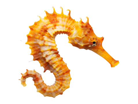 orange seahorse isolated on transparent background