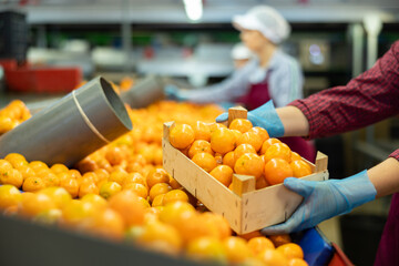 Hands of fruit sorting and packing warehouse worker holding wooden box with fresh ripe mandarins © JackF