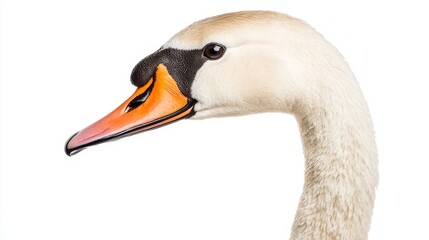 Obraz premium Close-Up Profile of a Graceful Swan with Orange Beak on a White Background - Perfect for Nature and Wildlife Themes
