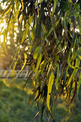 Green eucalyptus leaves hanging from a tree branch illuminated by warm sunlight during the golden hour © Naylya