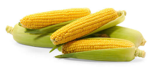 Corncobs with green husks isolated on white