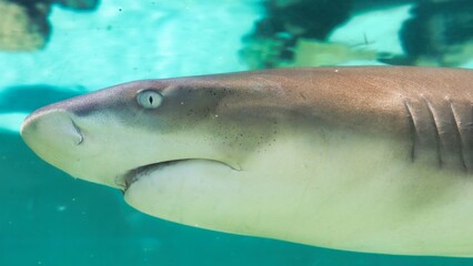 Naklejka premium St. Thomas, United States Virgin Islands