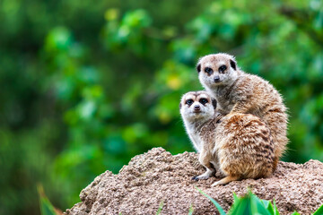 Fototapeta premium Meerkat