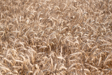 Wheat grain on the spikelet at the field. Ears of rye crop. Agriculture business and harvest. Landscape with field of ripe rye in summer. Agriculture barley or rye field. Summer nature. Crop yield