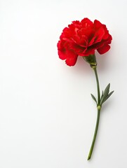 Single stem red carnation, isolated on white background.