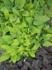 Serene Waterfall in Lush Greenery