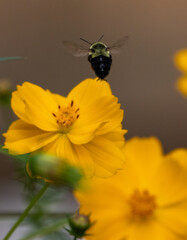 bee on a flower