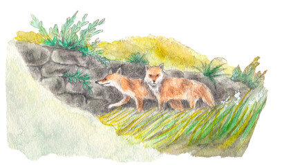 野山を歩く2匹のキツネの手描き水彩画　田舎風景