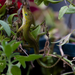 green lizard on a tree