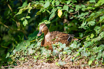 Stockente versteckt sich im grünen Laub